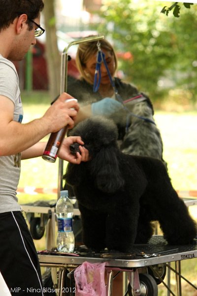 2012-07-01 B & B - Bedlington & Bichon Fun Day (13)_1000x1499.jpg